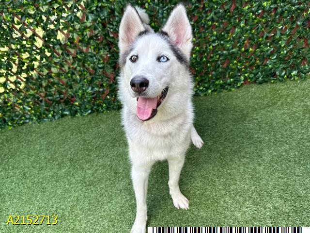 adoptable Dog in Royal Palm Beach, FL named SKY