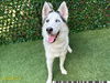 adoptable Dog in  named SKY