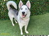 adoptable Dog in Royal Palm Beach, FL named SKY