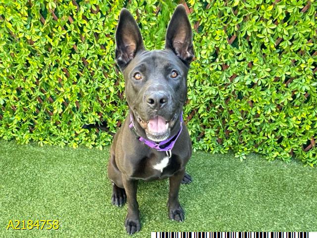 adoptable Dog in Royal Palm Beach, FL named LOBO