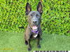 adoptable Dog in Royal Palm Beach, FL named LOBO