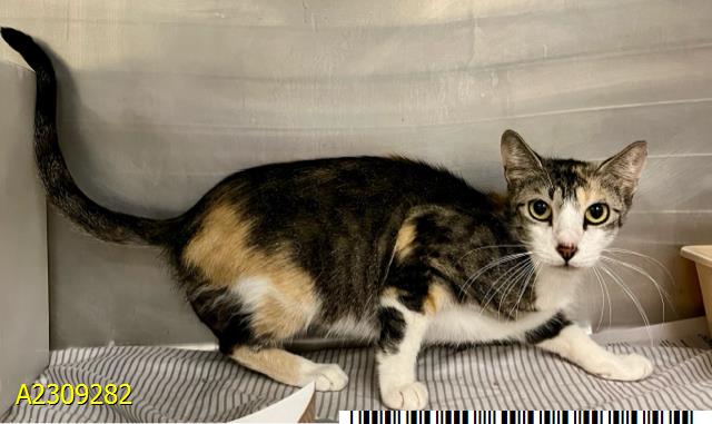 adoptable Cat in Royal Palm Beach, FL named MAGGIE MAY