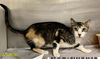 adoptable Cat in Royal Palm Beach, FL named MAGGIE MAY