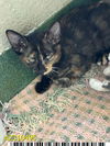 adoptable Cat in Royal Palm Beach, FL named SCOUT