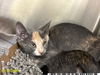 adoptable Cat in Royal Palm Beach, FL named GRACE