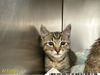adoptable Cat in Royal Palm Beach, FL named MABEL