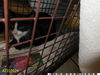 adoptable Cat in  named LENA