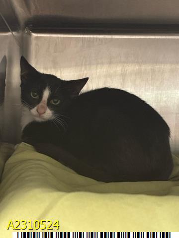 adoptable Cat in Royal Palm Beach, FL named LENA