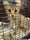 adoptable Cat in  named GRADY
