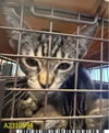 adoptable Cat in  named ITTY