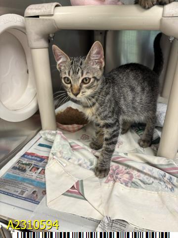 adoptable Cat in Royal Palm Beach, FL named ITTY