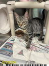 adoptable Cat in Royal Palm Beach, FL named ITTY