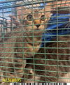 adoptable Cat in  named BITY