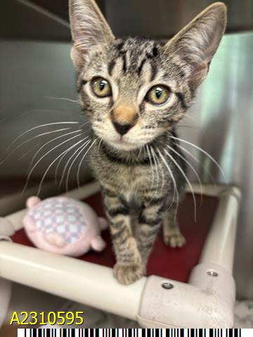 adoptable Cat in Royal Palm Beach, FL named BITY