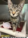 adoptable Cat in Royal Palm Beach, FL named BITY