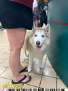 adoptable Dog in  named STACY