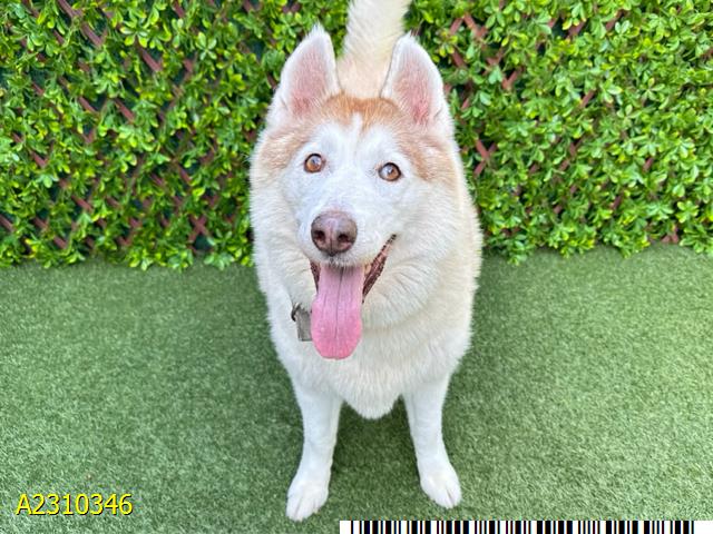 adoptable Dog in Royal Palm Beach, FL named STACY