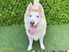 adoptable Dog in  named STACY
