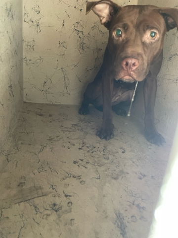 adoptable Dog in Royal Palm Beach, FL named RYDER