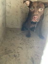 adoptable Dog in Royal Palm Beach, FL named RYDER