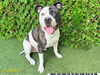 adoptable Dog in Royal Palm Beach, FL named LUKAS