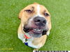 adoptable Dog in Royal Palm Beach, FL named WYATT