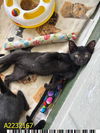 adoptable Cat in Royal Palm Beach, FL named AMOS