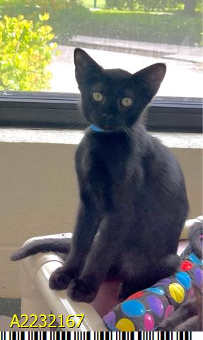 adoptable Cat in Royal Palm Beach, FL named AMOS