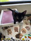 adoptable Cat in Royal Palm Beach, FL named PRINCESS