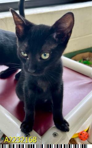 adoptable Cat in Royal Palm Beach, FL named PRINCESS