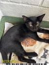 adoptable Cat in Royal Palm Beach, FL named AXEL