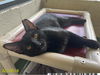 adoptable Cat in Royal Palm Beach, FL named ALICE
