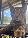 adoptable Cat in Royal Palm Beach, FL named JASPER