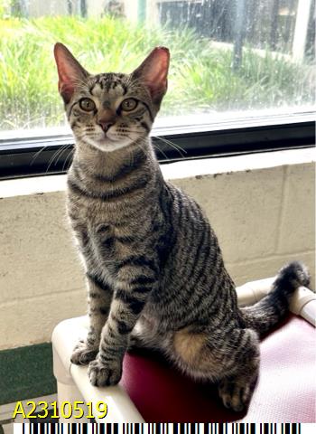 adoptable Cat in Royal Palm Beach, FL named JASPER