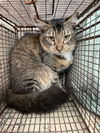 adoptable Cat in  named ASLAN