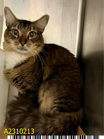 adoptable Cat in Royal Palm Beach, FL named ASLAN