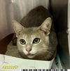 adoptable Cat in  named ARTHUR