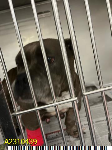 adoptable Dog in Royal Palm Beach, FL named SARI