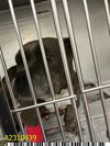 adoptable Dog in Royal Palm Beach, FL named SARI