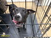 adoptable Dog in  named JADE