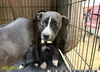 adoptable Dog in  named JASPER