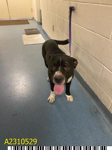 adoptable Dog in Royal Palm Beach, FL named PLINKO