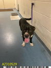 adoptable Dog in Royal Palm Beach, FL named PLINKO