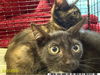 adoptable Cat in Royal Palm Beach, FL named MYLO