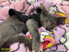 adoptable Cat in Royal Palm Beach, FL named ROCKY