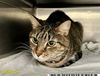 adoptable Cat in Royal Palm Beach, FL named ROXANNE
