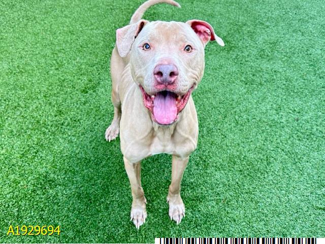 adoptable Dog in Royal Palm Beach, FL named ZEUS