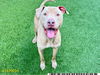 adoptable Dog in Royal Palm Beach, FL named ZEUS