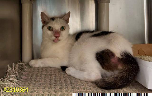 adoptable Cat in Royal Palm Beach, FL named PAWS