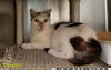 adoptable Cat in  named PAWS